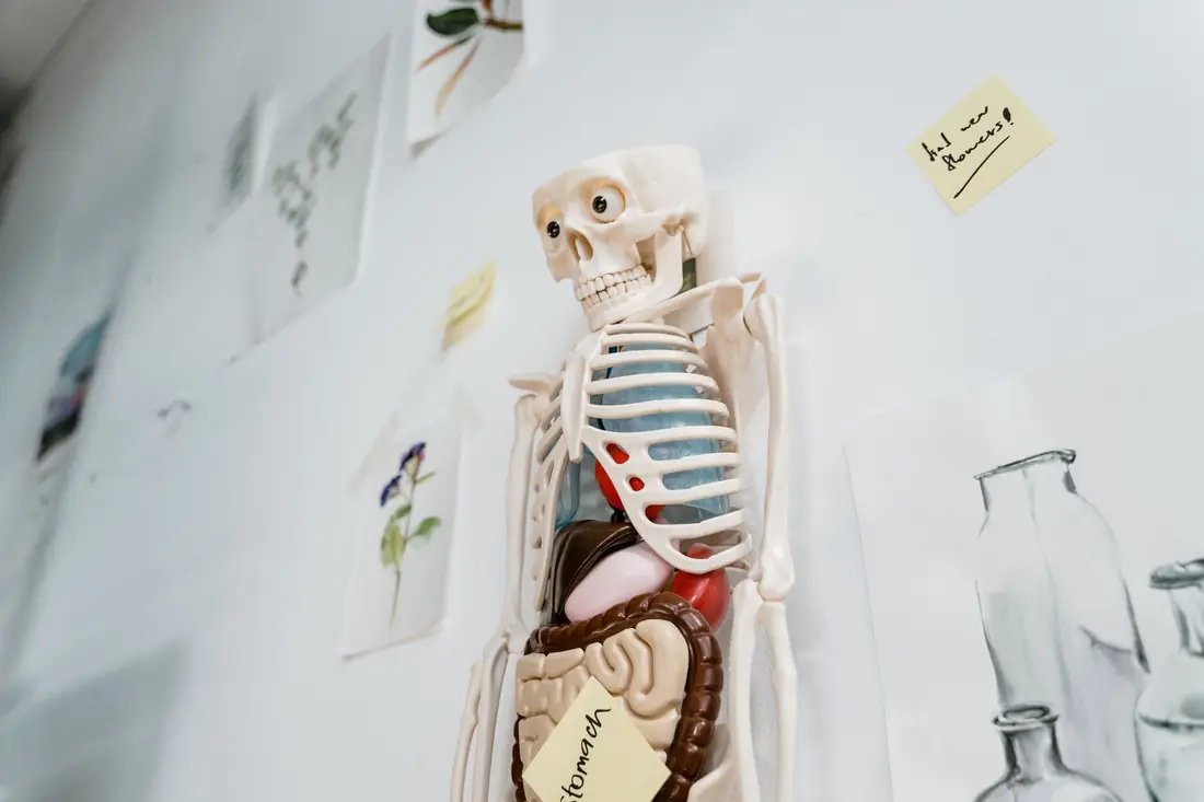 Spinal model