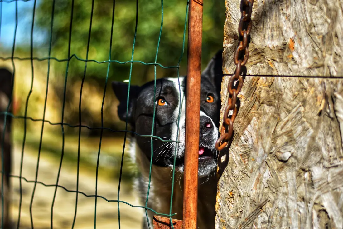 Chain-link yard