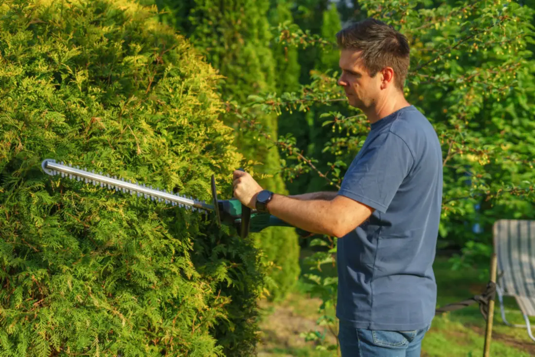 Trimming a hedge with power shears