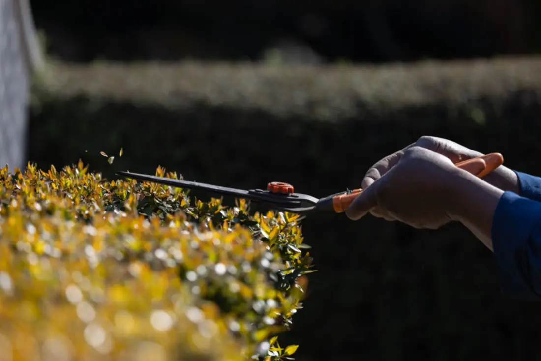 Hedge shears in golden light