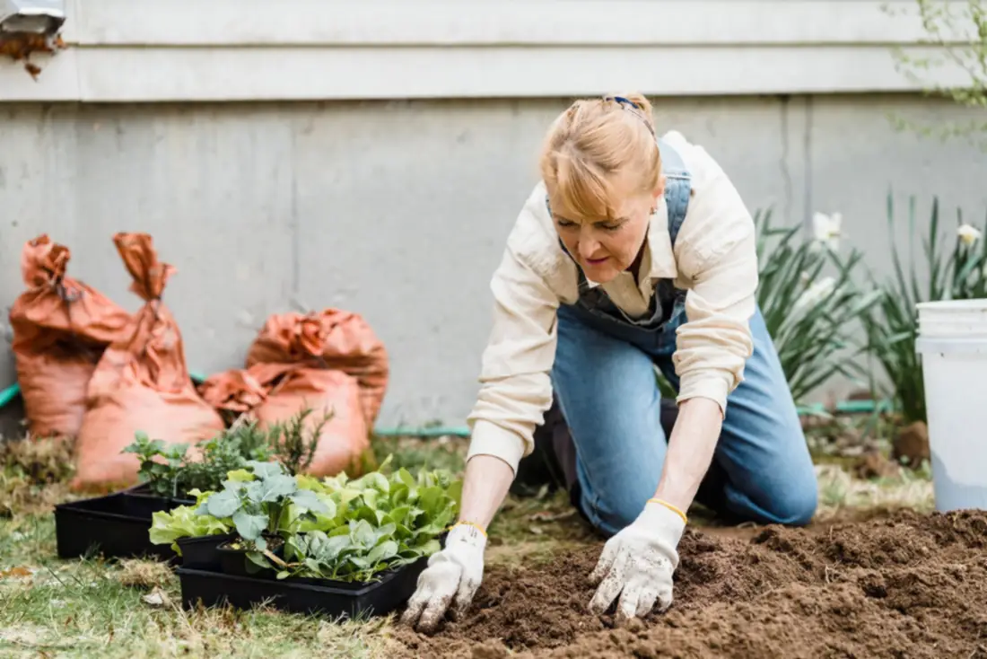 Planting flowers in a fresh bed