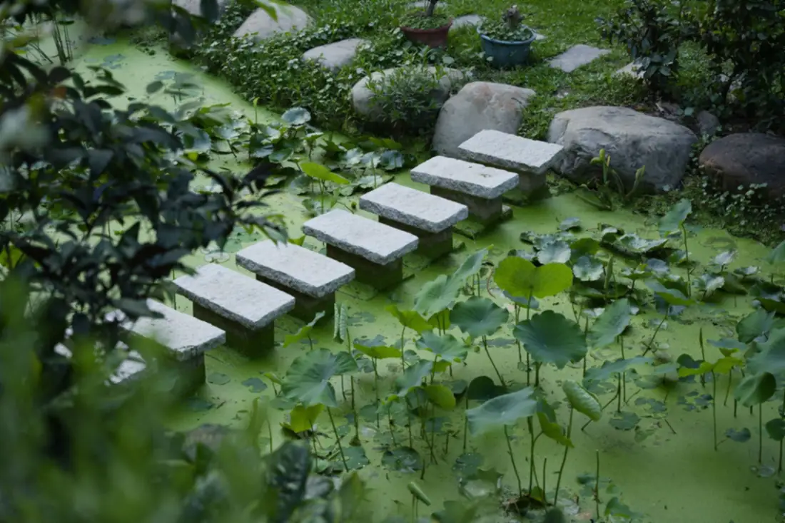 Stepping stones through lush ground cover