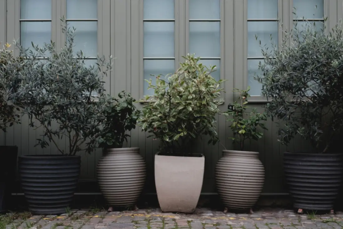 Planters by a front window