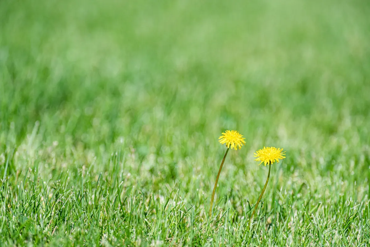 Weed Control