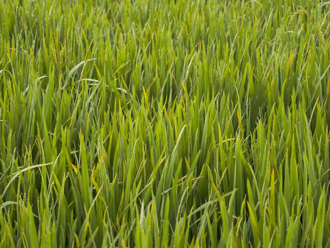 Healthy green grass