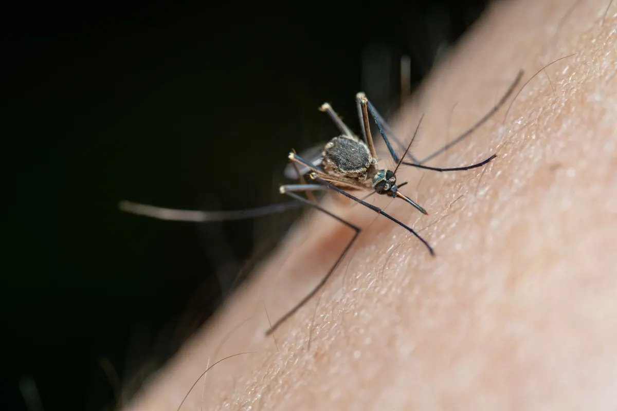 Mosquitoes