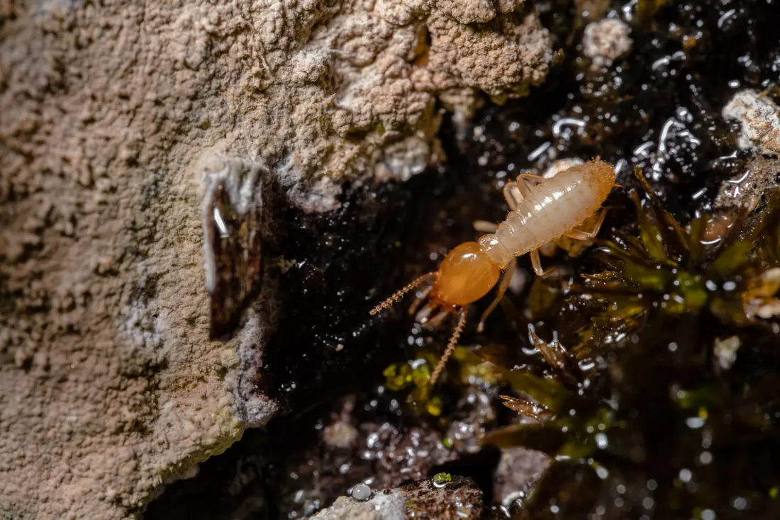 Termite inspection