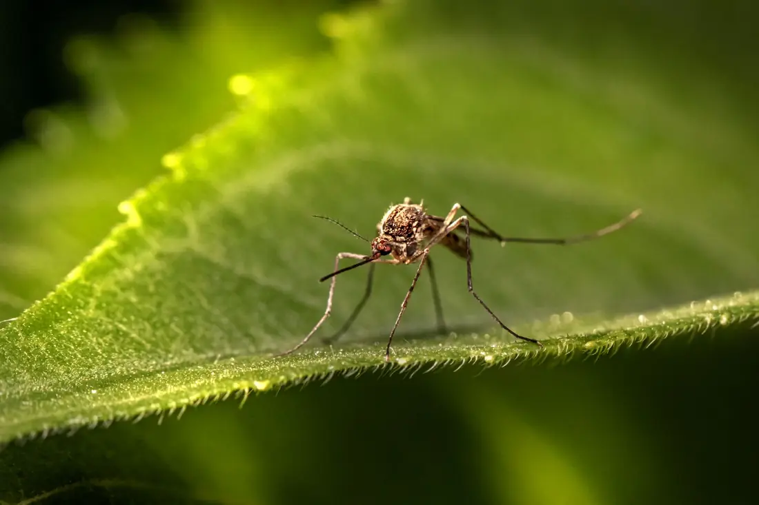 Yard mosquito spray