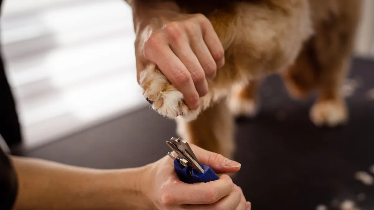 Nail Trim