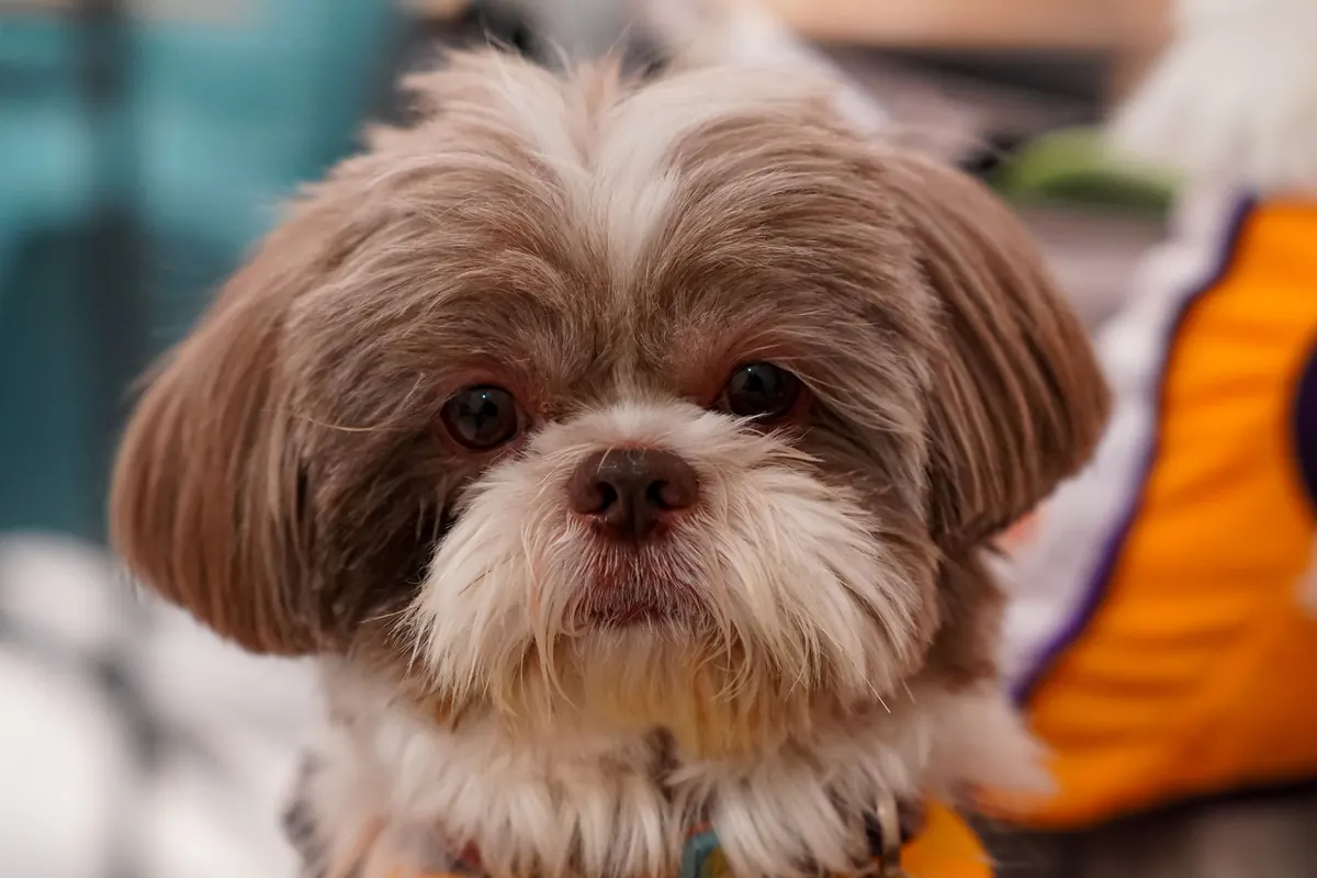Puppy's First Groom