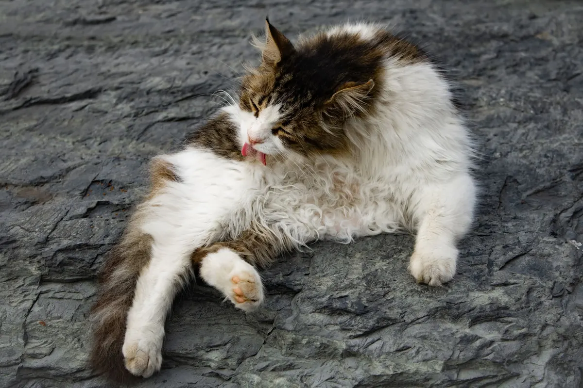 Cat Grooming