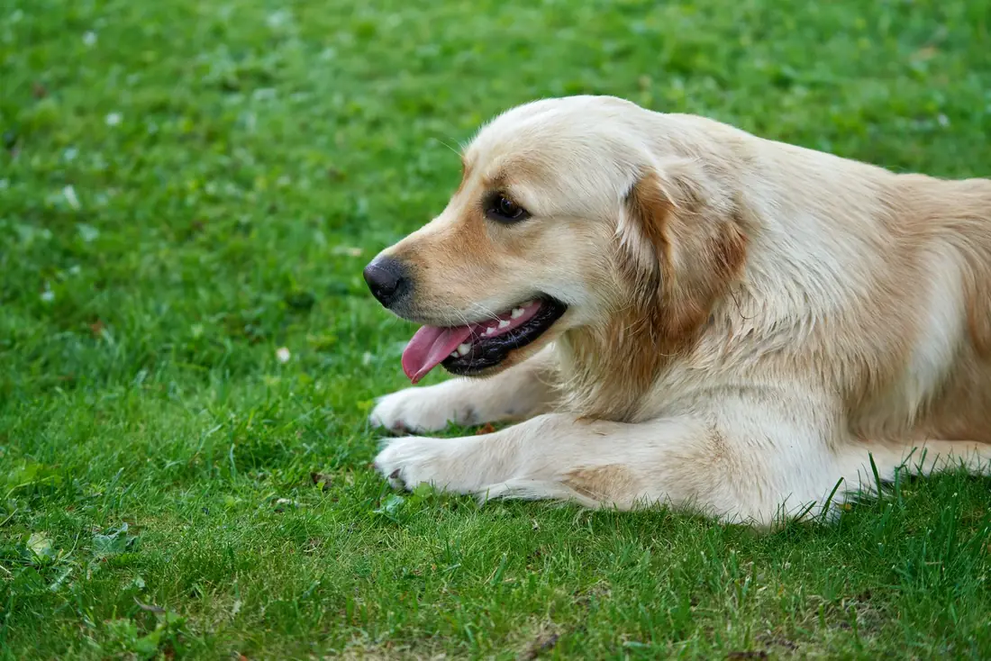 Freshly groomed golden