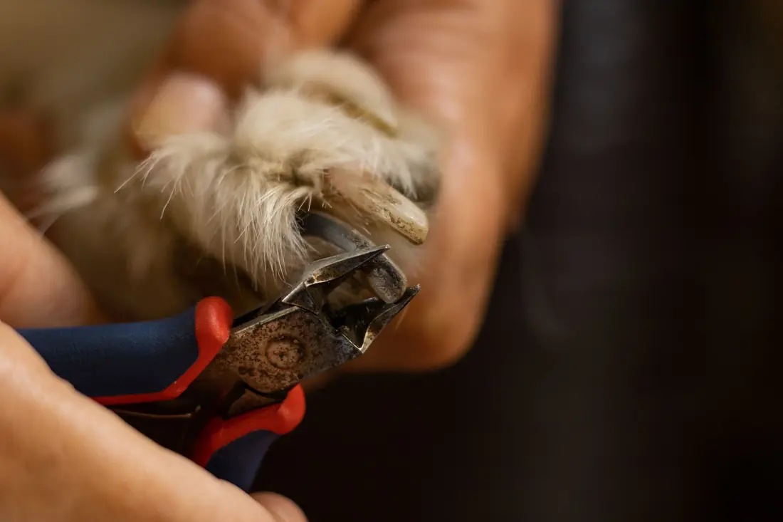 Nail trim