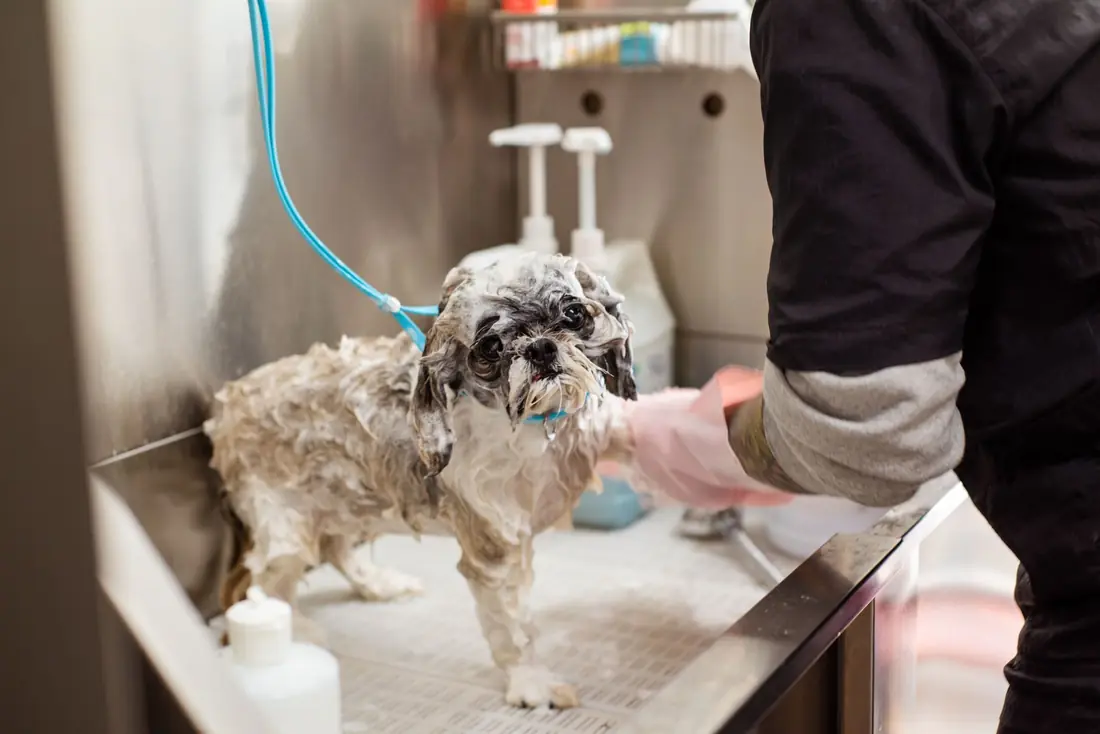 Groomer with poodle