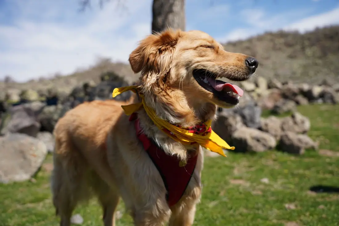 Happy pup with bandana