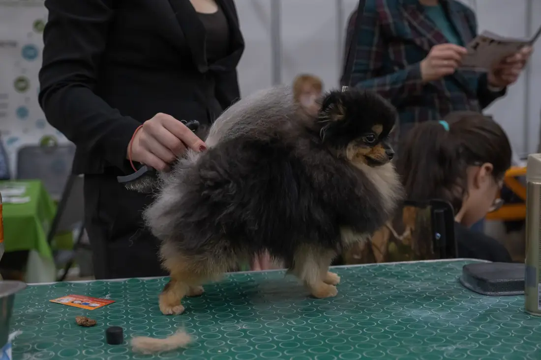 Grooming table