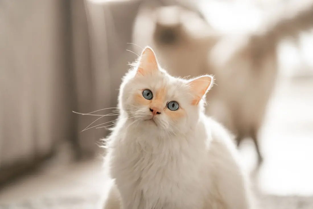 Cat groom